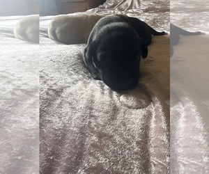 Labrador Retriever Puppy for sale in LEASBURG, MO, USA