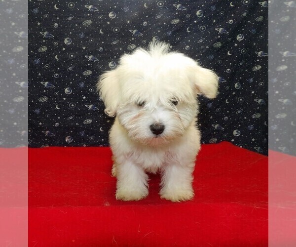 Medium Photo #10 Maltese Puppy For Sale in PATERSON, NJ, USA