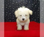 Puppy Melody Maltese
