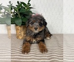 Small #4 Bernedoodle (Miniature)