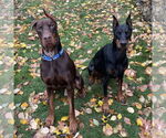 Small #1 Doberman Pinscher Mix