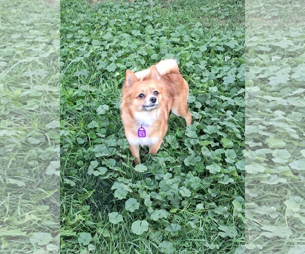 Medium Photo #4 Chiranian Puppy For Sale in Mukwonago, WI, USA