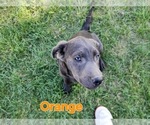 Small Photo #3 Labrador Retriever Puppy For Sale in HAGERMAN, ID, USA
