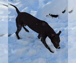 Small #1 American Pit Bull Terrier Mix