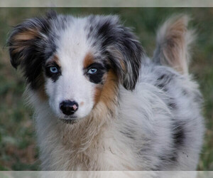 Medium Miniature Australian Shepherd