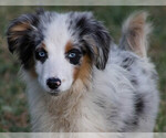 Puppy Dewey Miniature Australian Shepherd