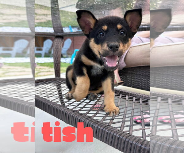 Medium Photo #1 Mutt Puppy For Sale in Sandy, UT, USA