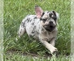 Puppy Elgar French Bulldog