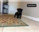 Small #2 Morkie