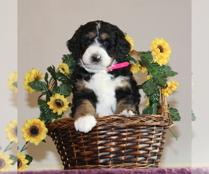 Bernedoodle-Poodle (Standard) Mix Puppy for sale in WASHINGTON BORO, PA, USA
