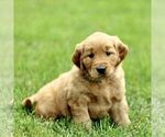 Small #2 Golden Retriever