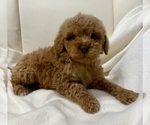 Small #2 Goldendoodle (Miniature)