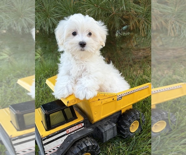 Medium Photo #1 Maltese Puppy For Sale in MIDDLEBURY, IN, USA