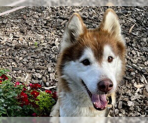 Medium Photo #3 Siberian Husky Puppy For Sale in Martinez, CA, USA