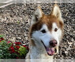 Small #2 Siberian Husky