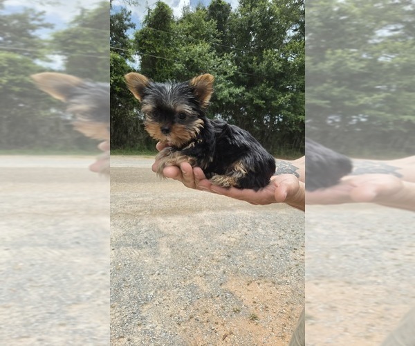 Medium Photo #3 Yorkshire Terrier Puppy For Sale in EIGHT MILE, AL, USA