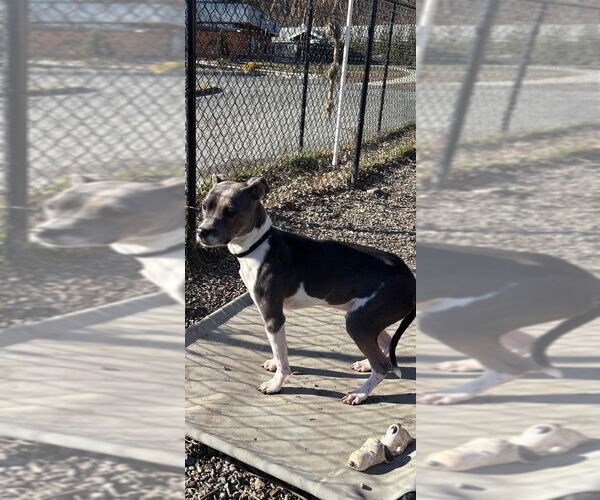 Medium Photo #3 Mutt Puppy For Sale in Elmsford, NY, USA