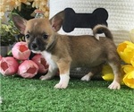Small #1 Chihuahua