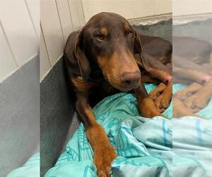 Doberman Pinscher Dogs for adoption in San Antonio, TX, USA