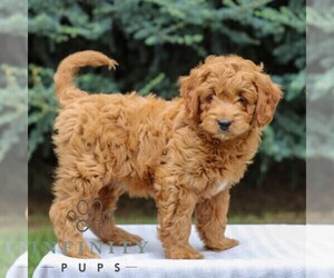 Goldendoodle (Miniature) Puppy for sale in EAST EARL, PA, USA