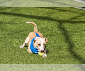 Klaus - Male Mutt Dog for Adoption - Photo #3