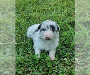 Border Collie Puppy for Sale in WEST LIBERTY, Kentucky USA