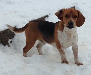 Father of the Beagle puppies born on 06/02/2025