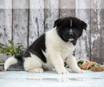 Small #2 Akita