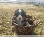 Small #6 Bernese Mountain Dog