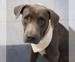 Small American Staffordshire Terrier Mix