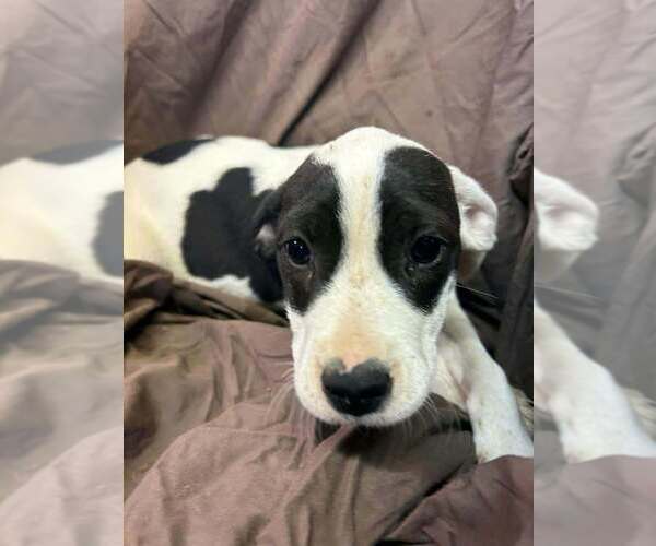 Medium Photo #2 Australian Shepherd-Boxer Mix Puppy For Sale in Aurora, IN, USA