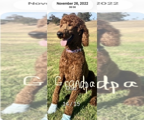 Medium Photo #32 Goldendoodle Puppy For Sale in HUNTINGTON BEACH, CA, USA