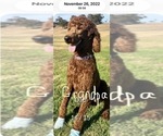 Small #31 Goldendoodle