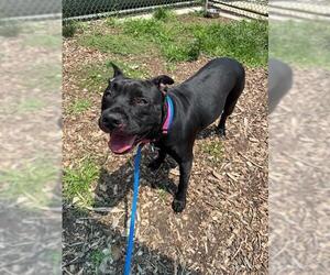 Mutt Dogs for adoption in Waterford, VA, USA