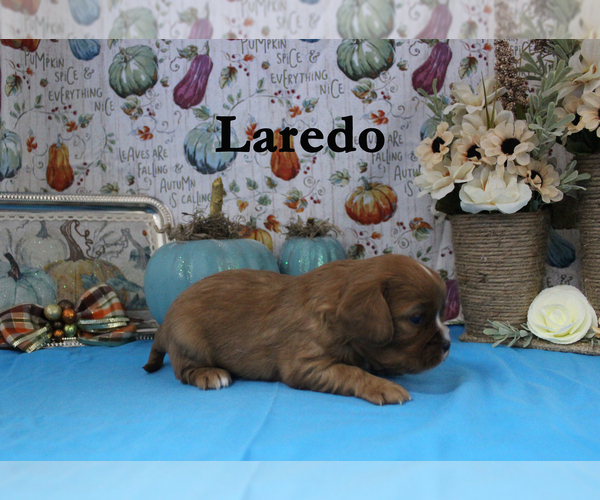 Medium Photo #92 Cavalier King Charles Spaniel Puppy For Sale in CHANUTE, KS, USA