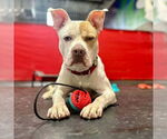 Small #22 American Bulldog Mix