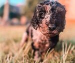 Puppy 2 Golden Mountain Doodle 