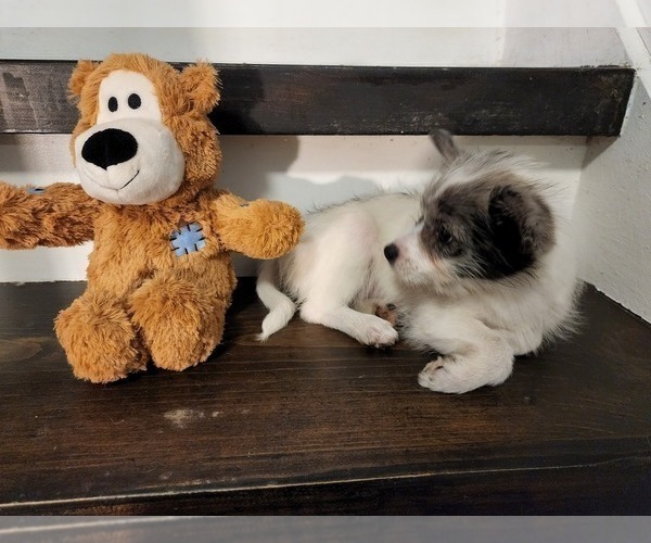 Medium Photo #3 Pomsky Puppy For Sale in CHICAGO RIDGE, IL, USA
