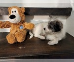 Small Photo #3 Pomsky Puppy For Sale in CHICAGO RIDGE, IL, USA