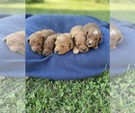 Small Photo #11 Goldendoodle-Poodle (Miniature) Mix Puppy For Sale in RANDOLPH, WI, USA