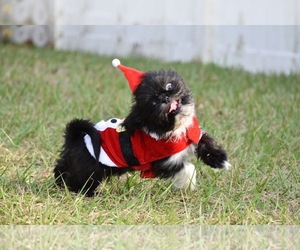 Shih Tzu Puppy for sale in PALM COAST, FL, USA