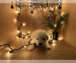 Puppy Dasher Great Pyrenees