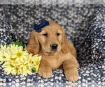 Small #4 Golden Retriever