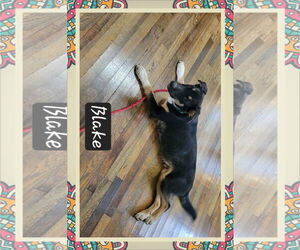 Mutt Dogs for adoption in Granbury, TX, USA