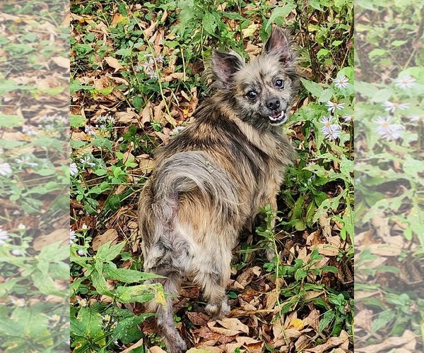 Medium Photo #6 Chiranian Puppy For Sale in Cuba, NY, USA