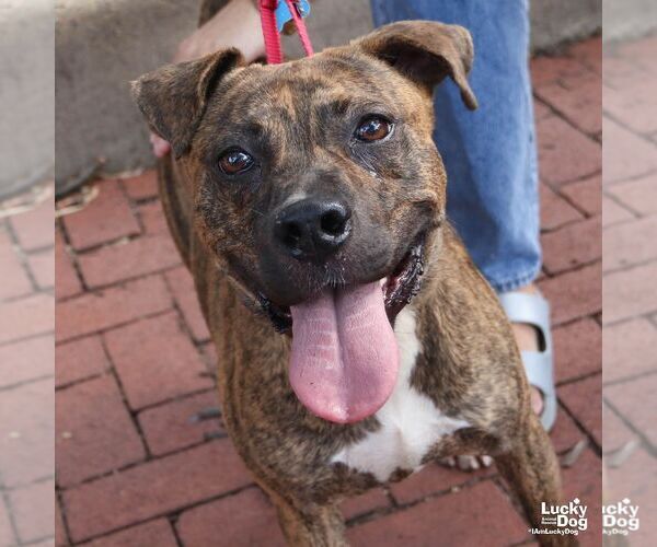 Medium Photo #5 Plott Hound-Unknown Mix Puppy For Sale in Washington, DC, USA