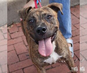 Thatcher - Male Plott Hound-Unknown Mix Dog for Adoption - Photo #2