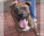 Small #4 Plott Hound Mix