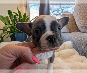 Medium Faux Frenchbo Bulldog