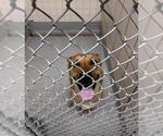 Small German Shepherd Dog Mix